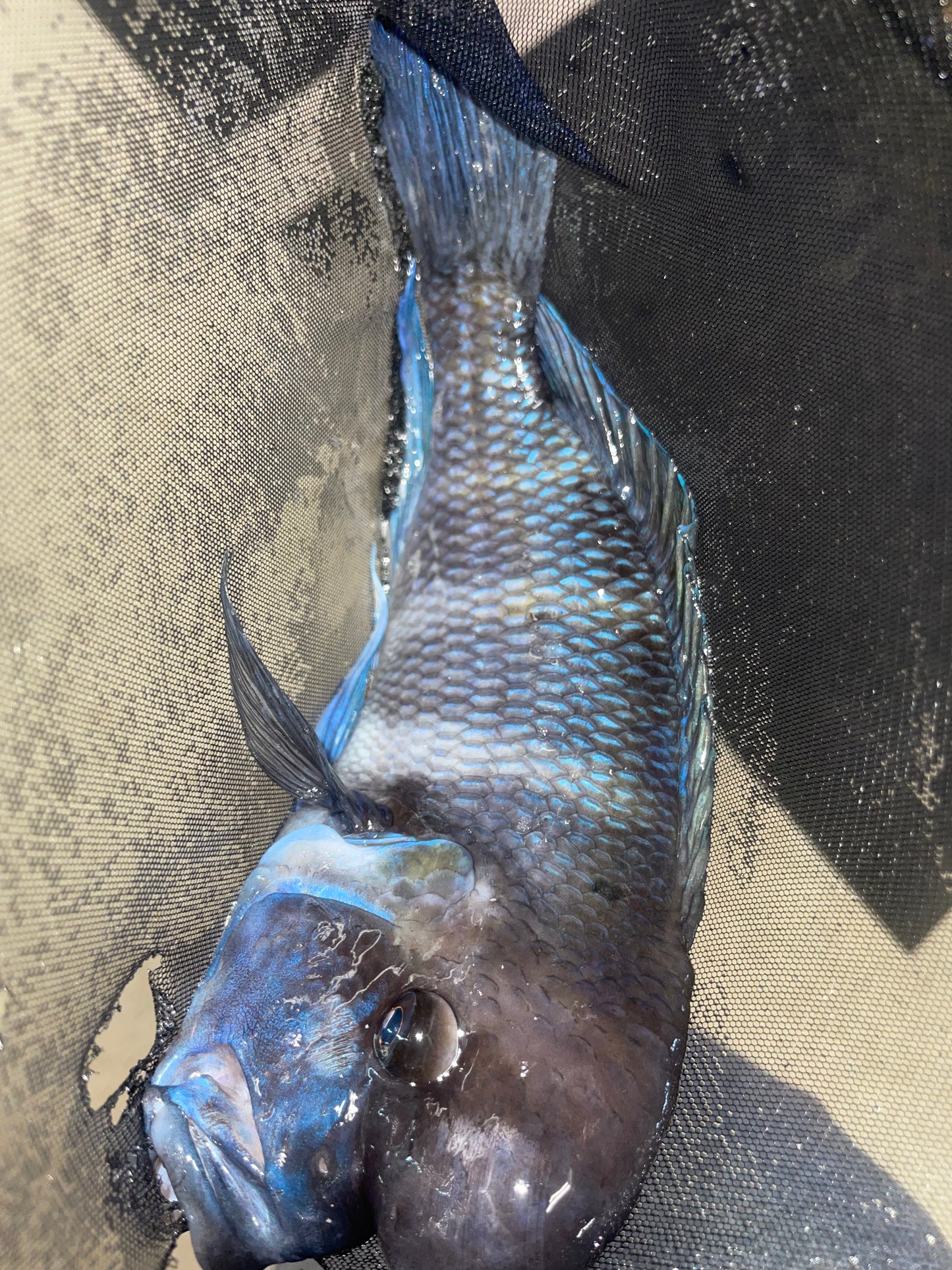 Frontosa