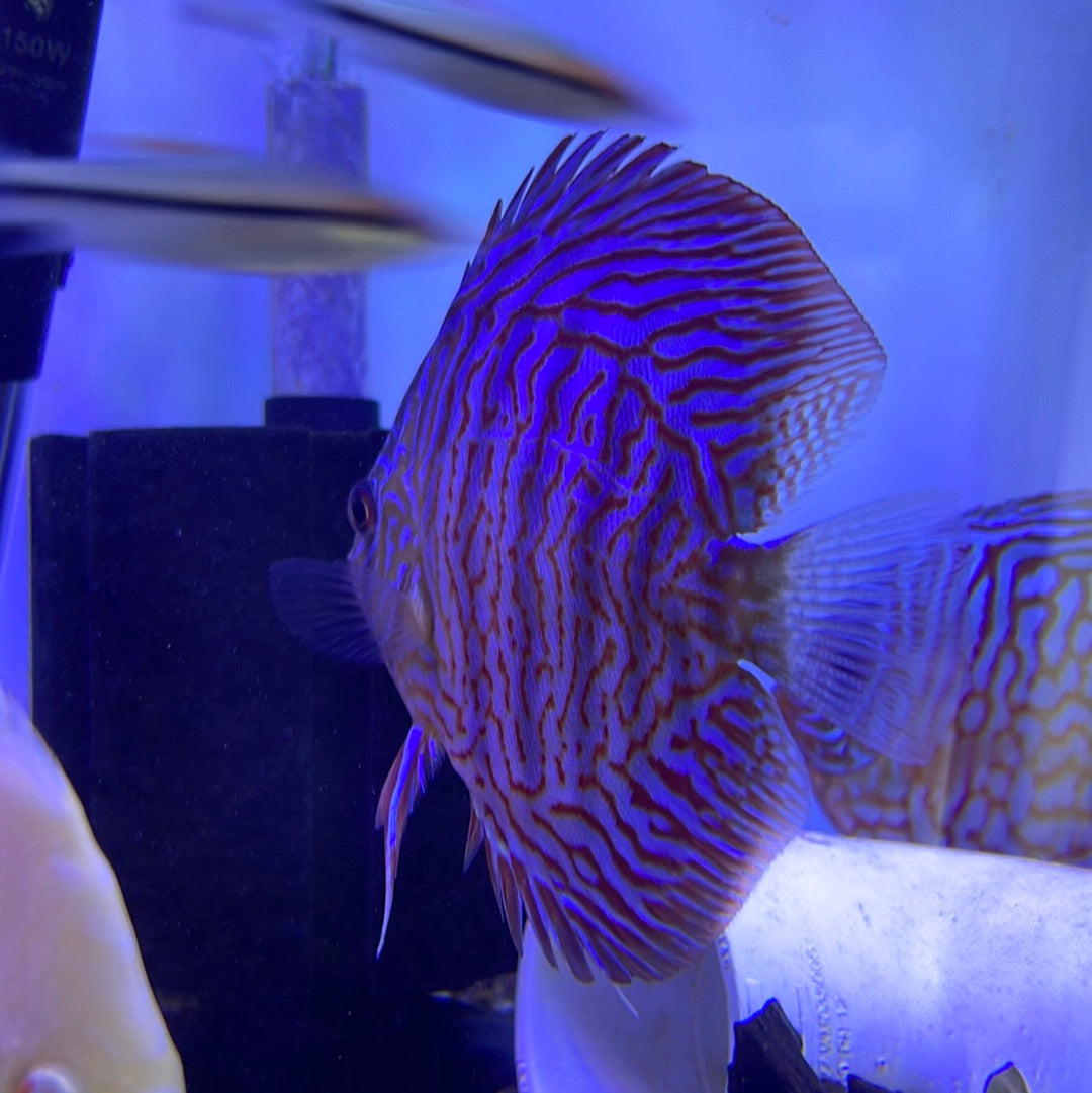 Tiger Turquoise Discus