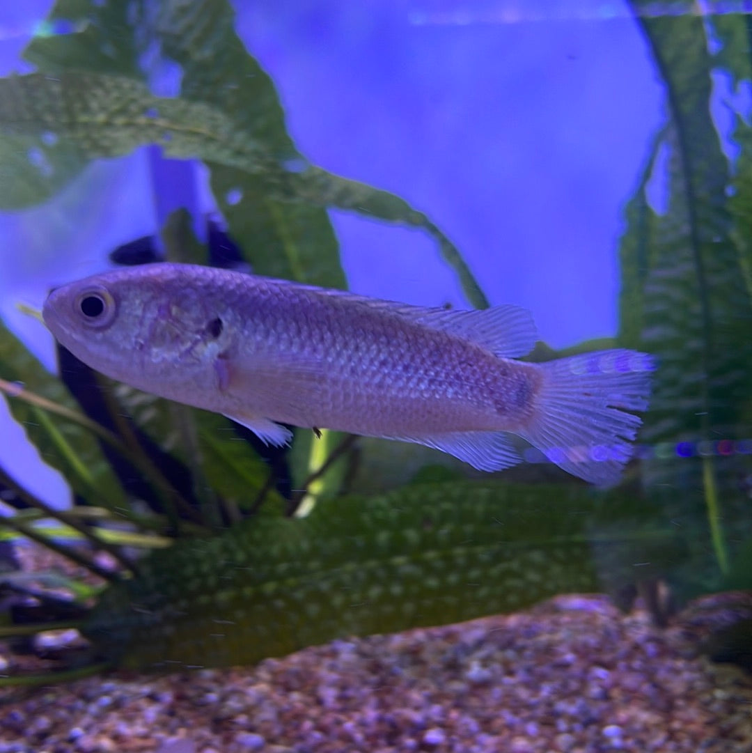 Climbing Perch