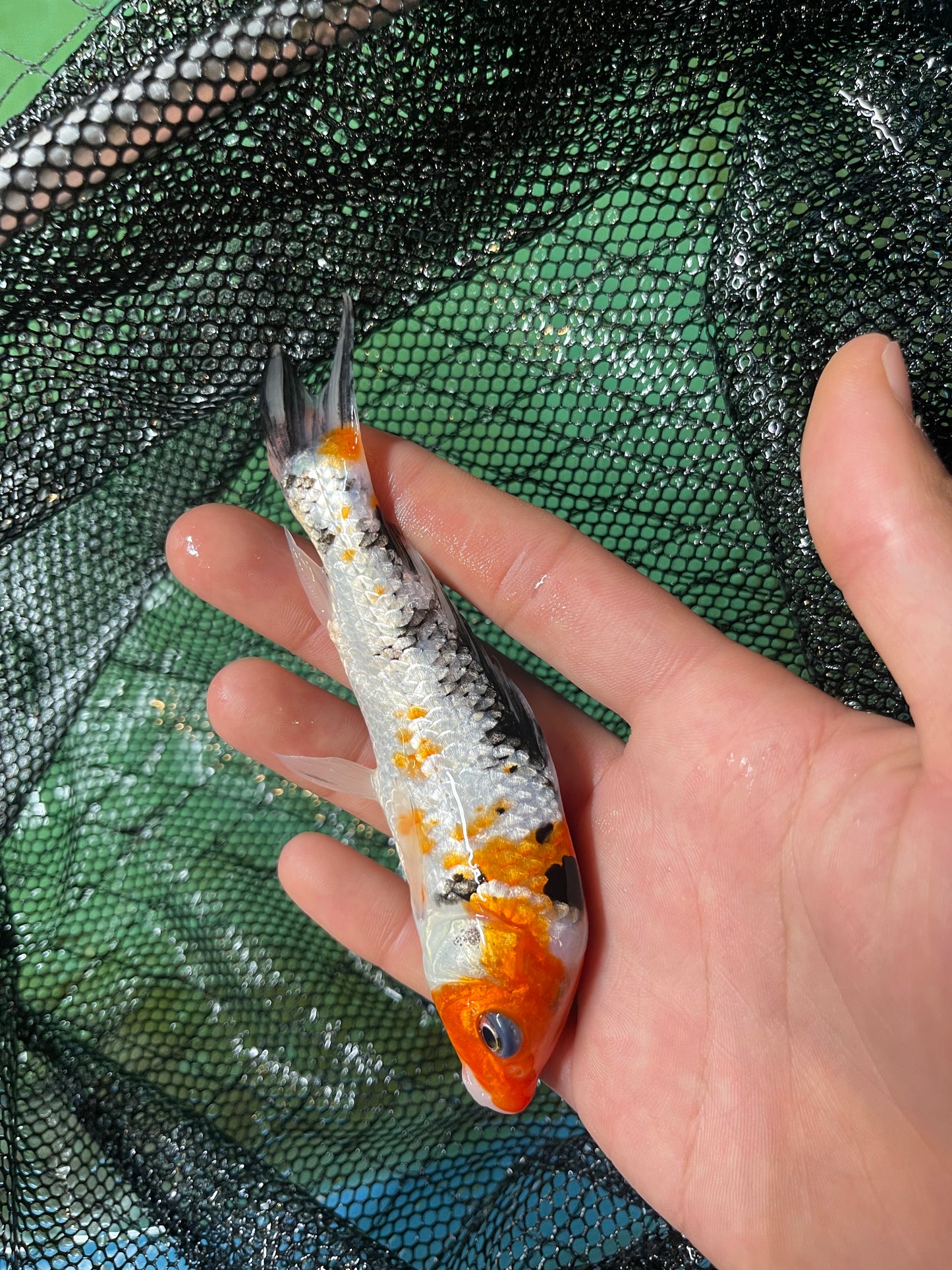 White Orange Black Japanese Import