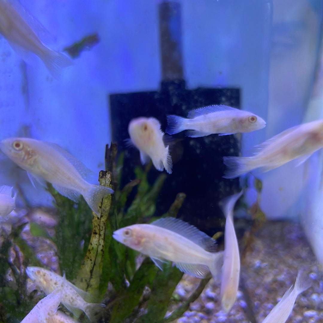 Albino Brichardi