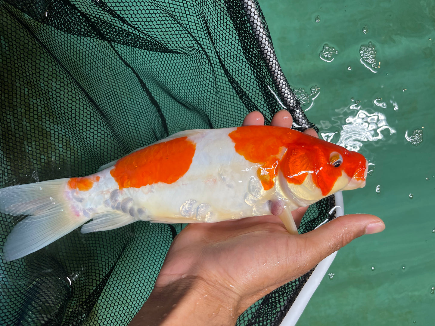 Smooth Skin Orange White Israeli Koi