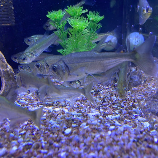 True Armatus Payara (Hydrolycus armatus)