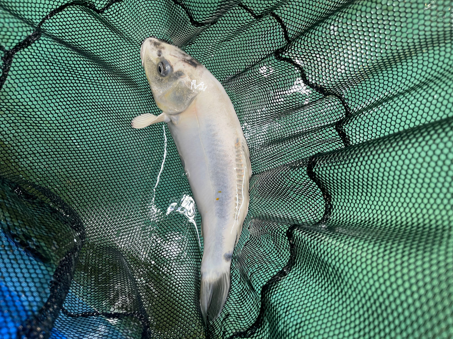 Smooth Skin White Chrome Israeli Koi