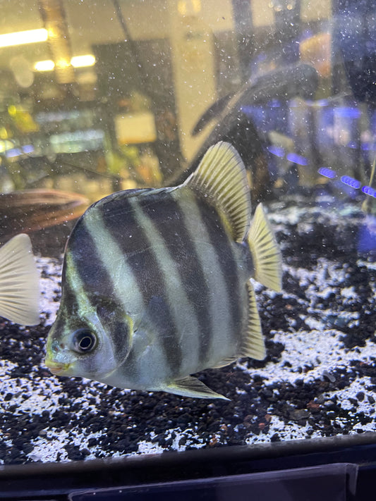 African Tiger Scat (Scatophagus Tetracanthus)