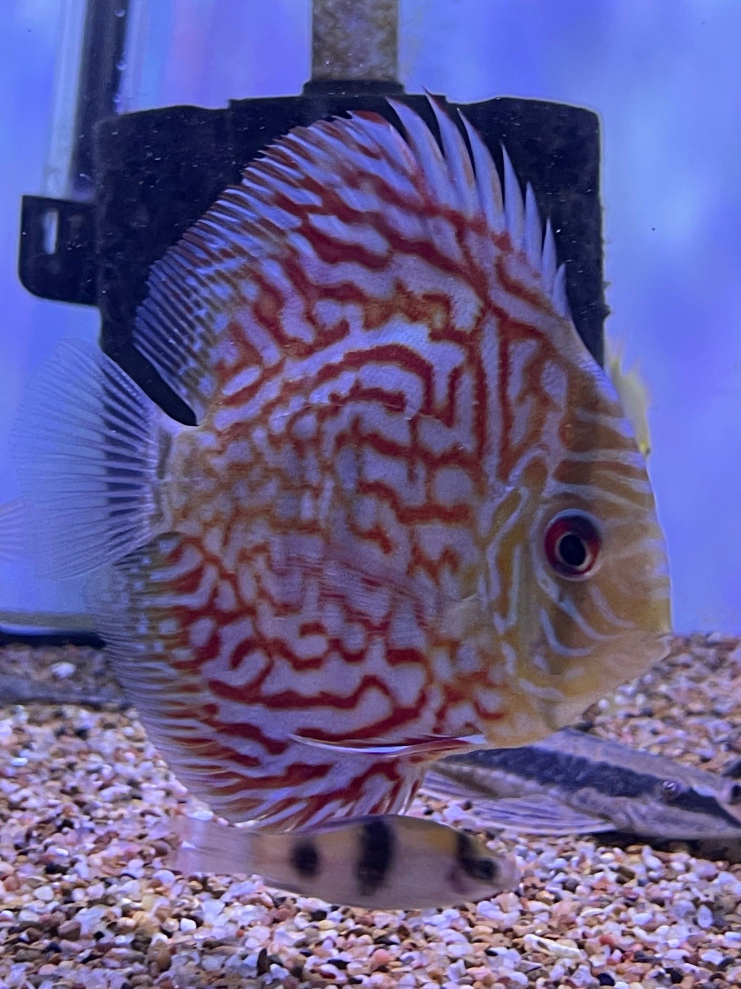 Red Turquoise Discus
