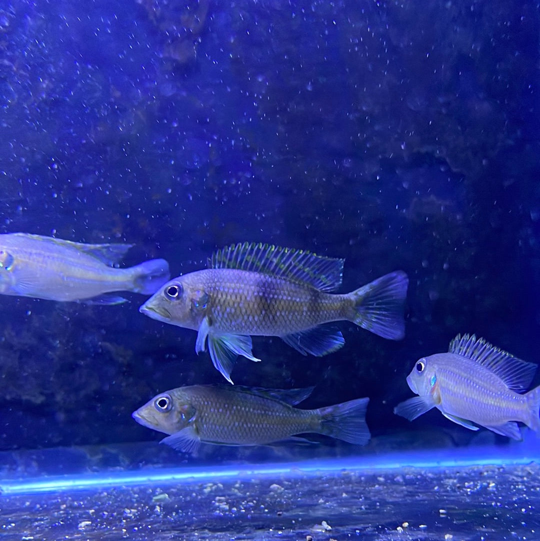 Gnathochromis permaxillaris
