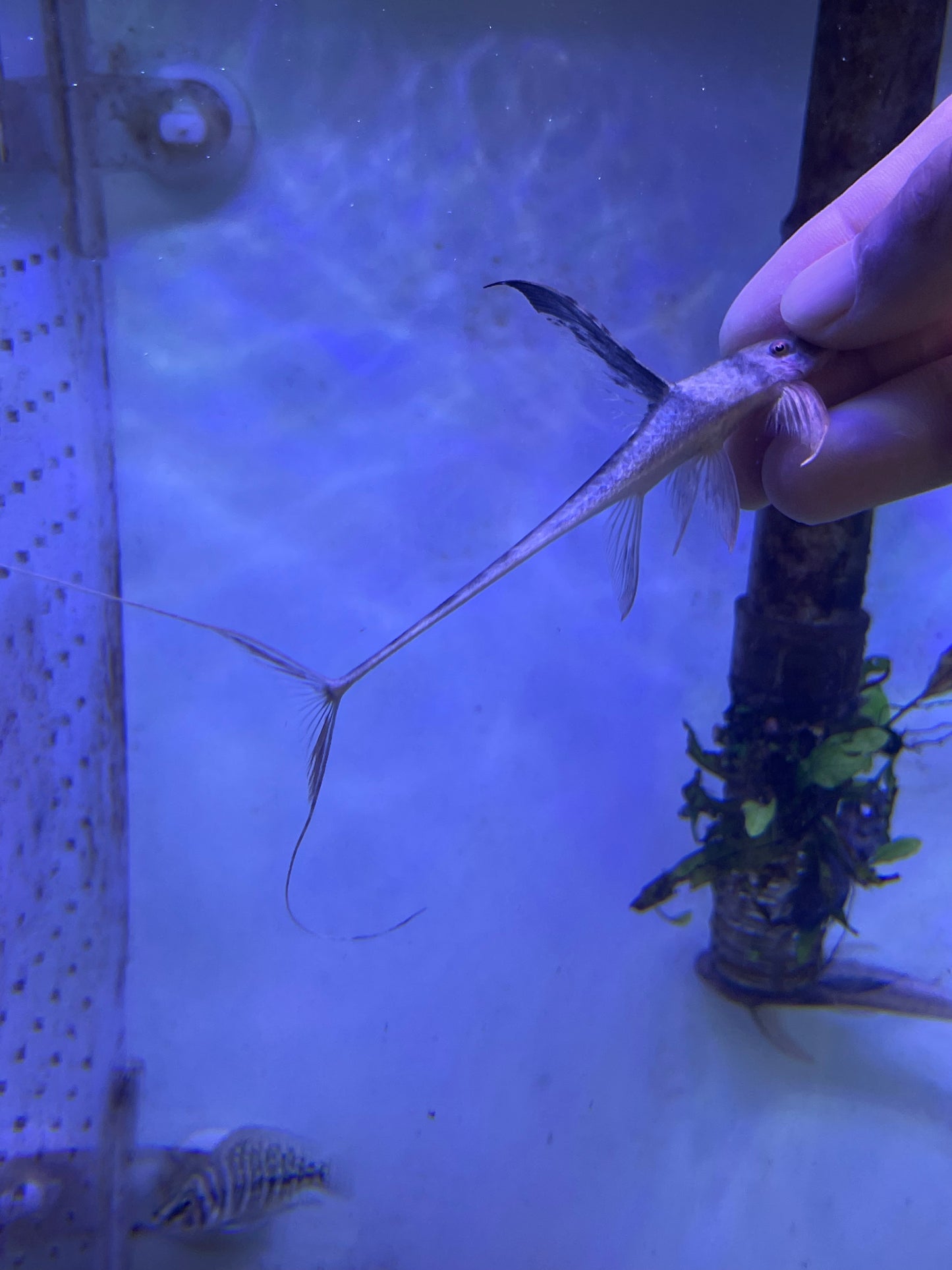 Royal Farlowella Catfish Lamontichthys Ilanero