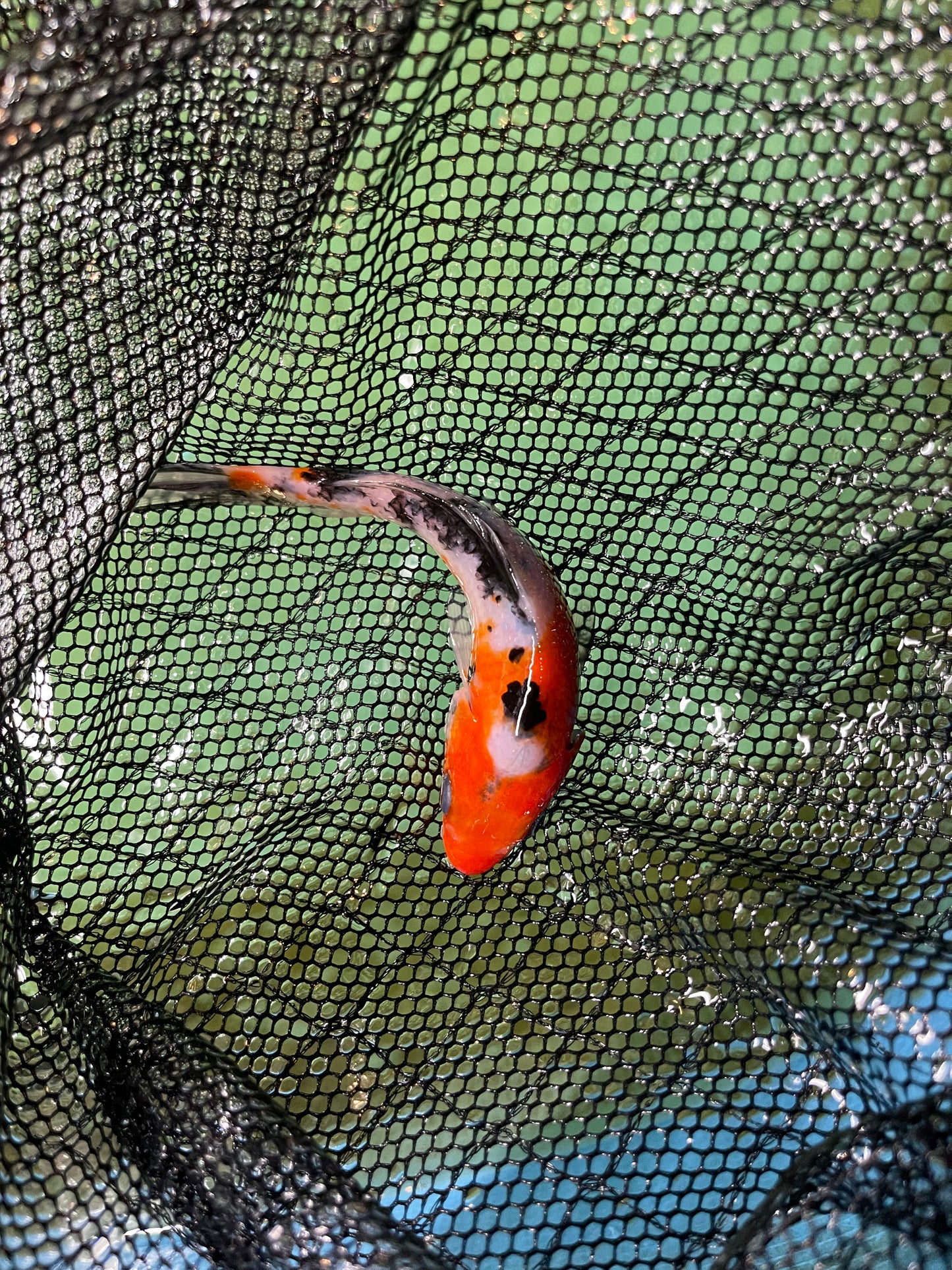 White Orange Black Japanese Import
