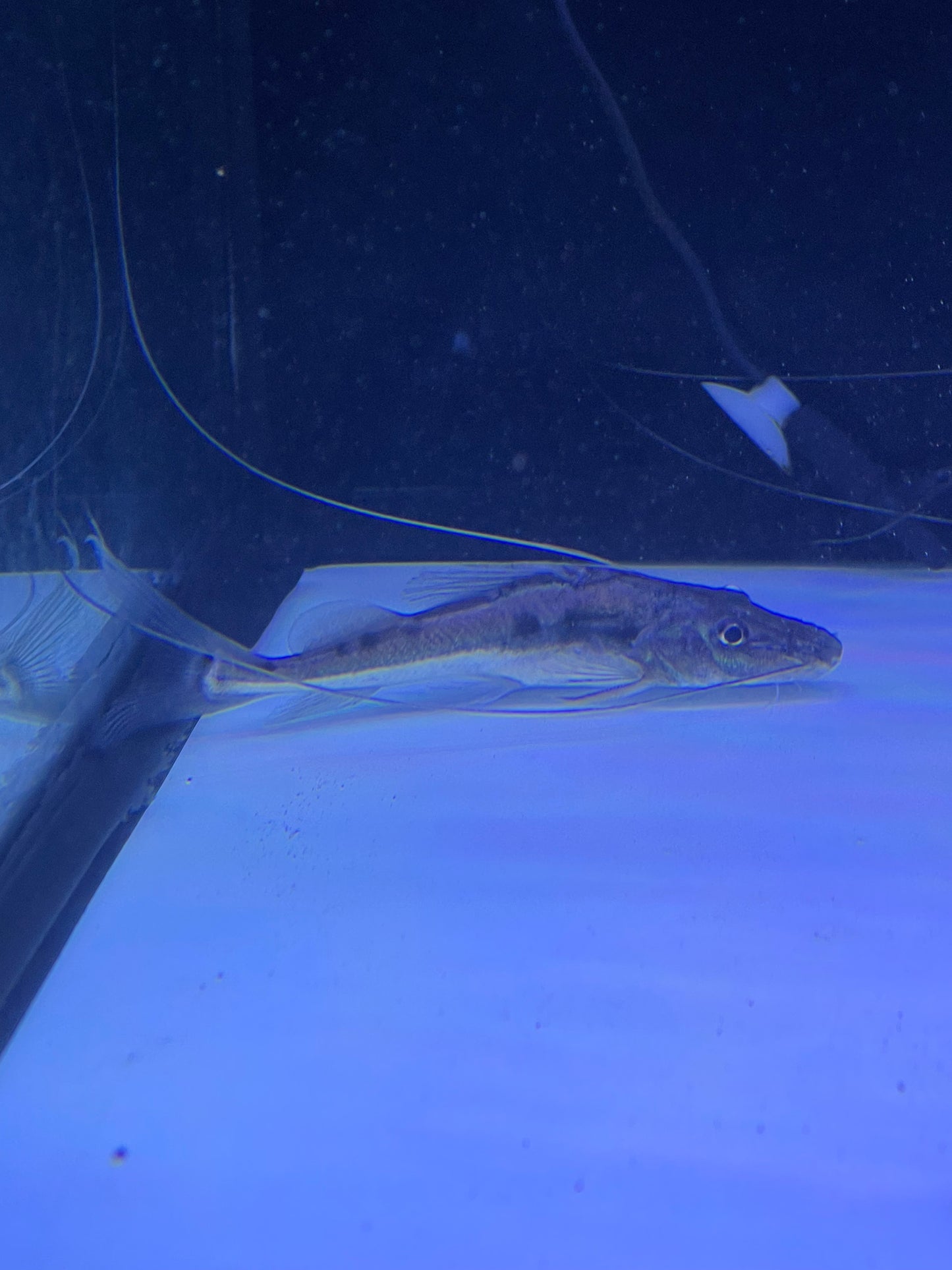 Barbatus Toa Catfish