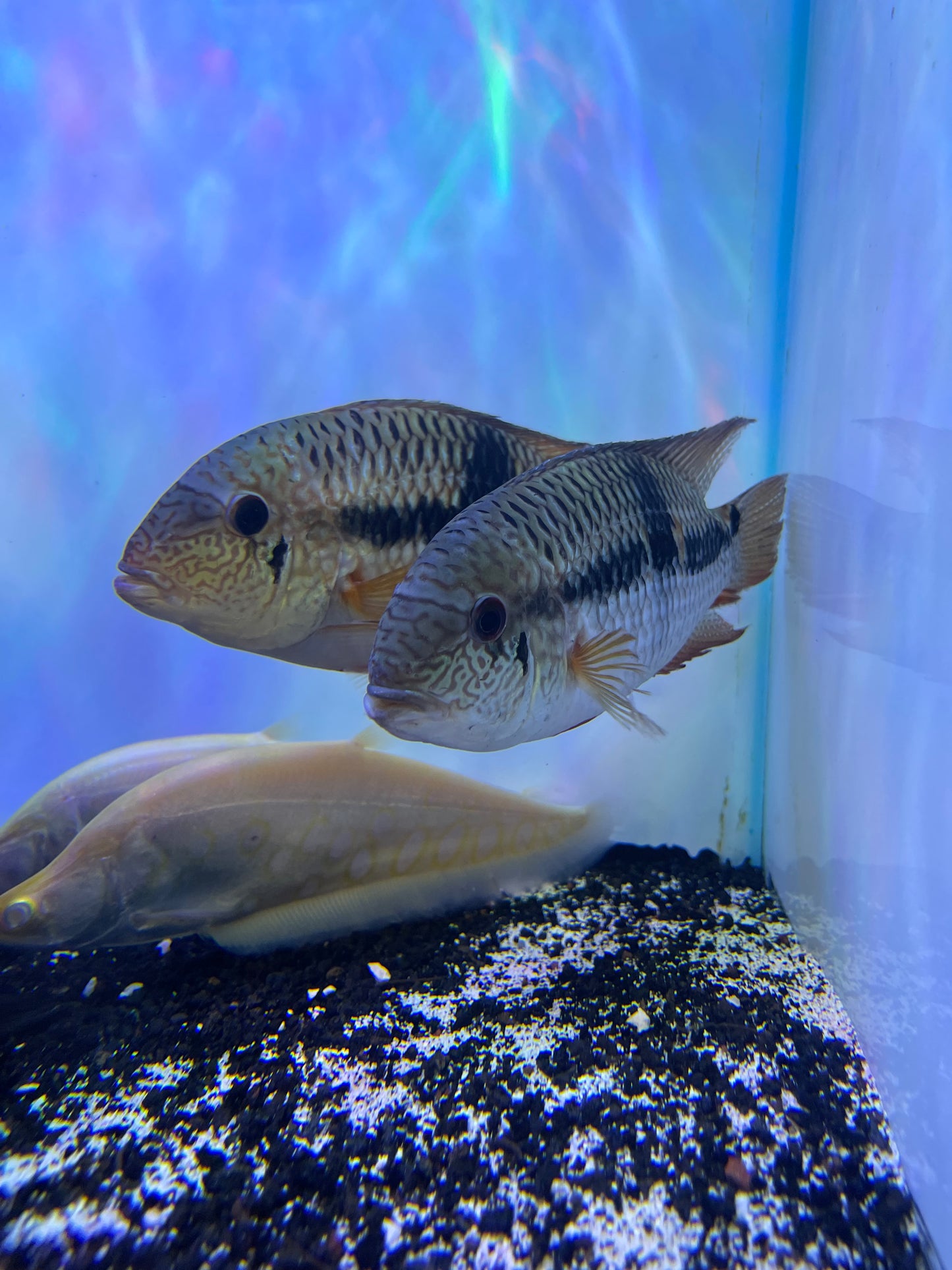 Royal Acara (Aequidens Diadema)