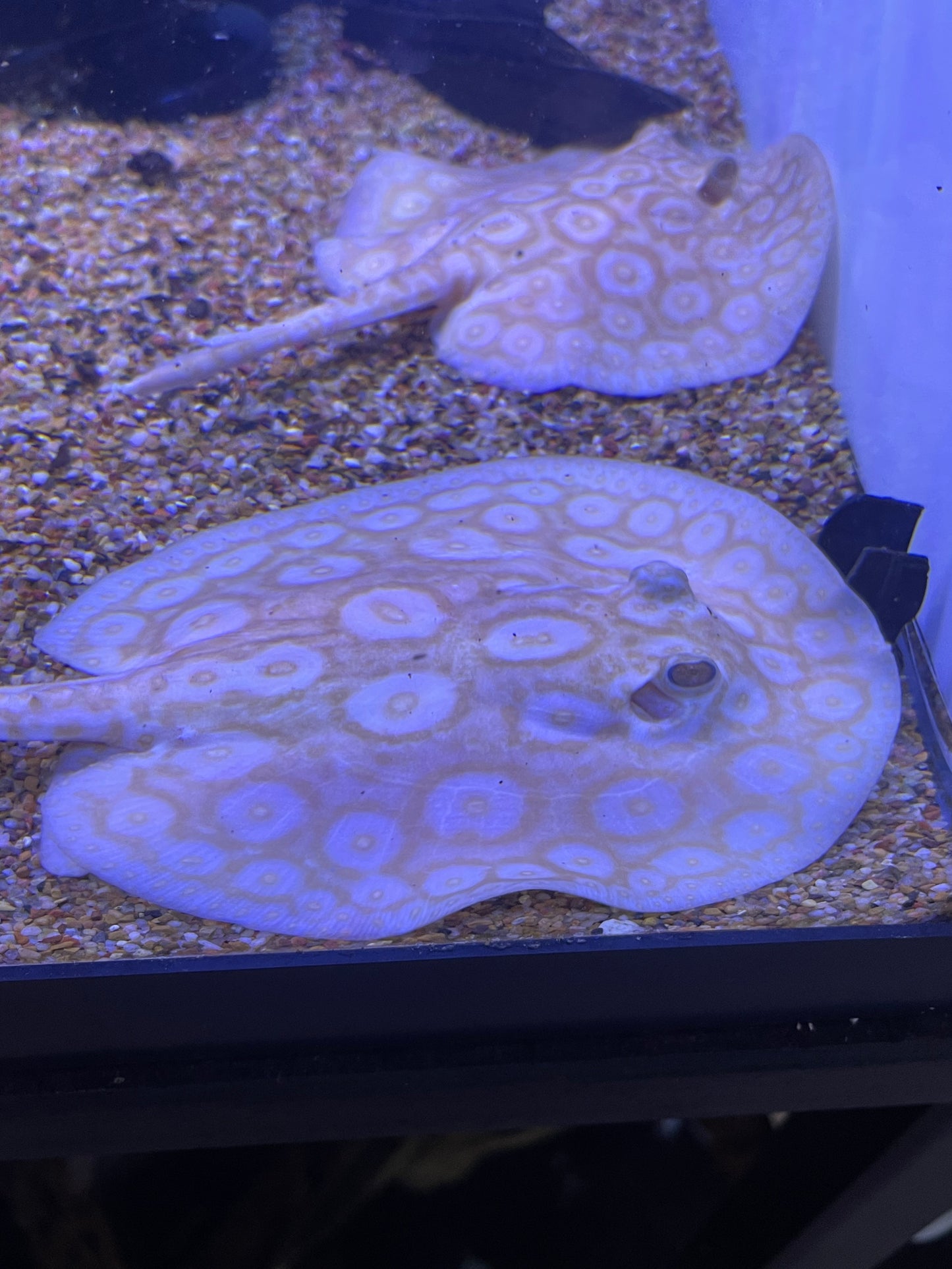 Albino Pearl Pure