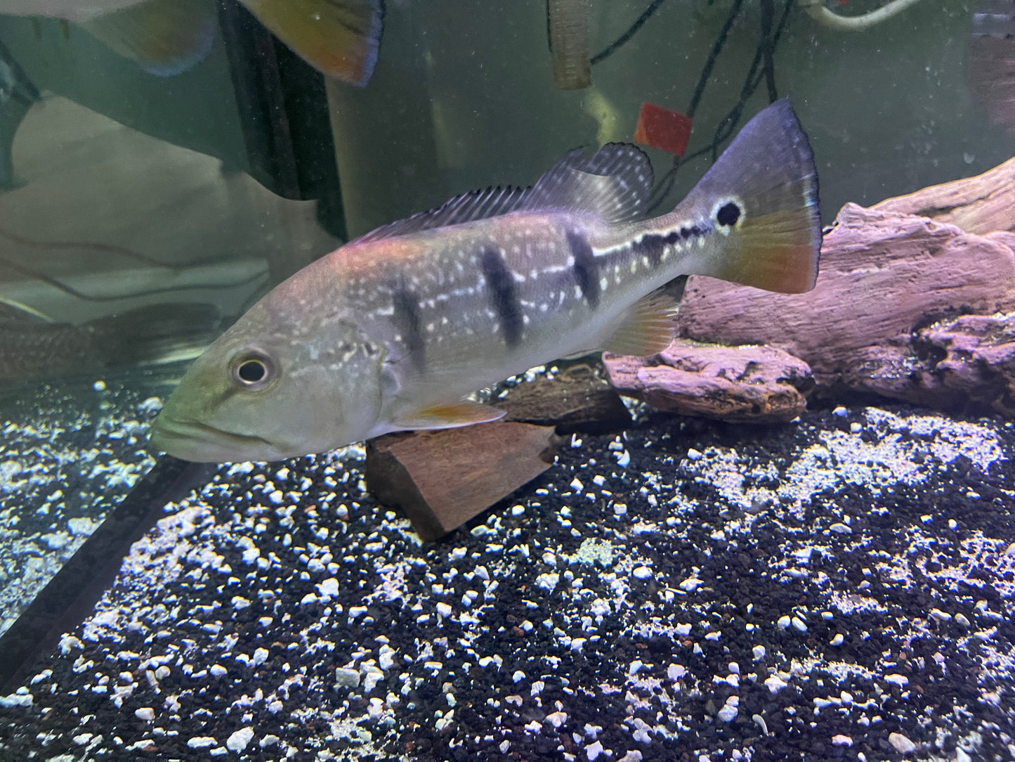 Pinima Bass