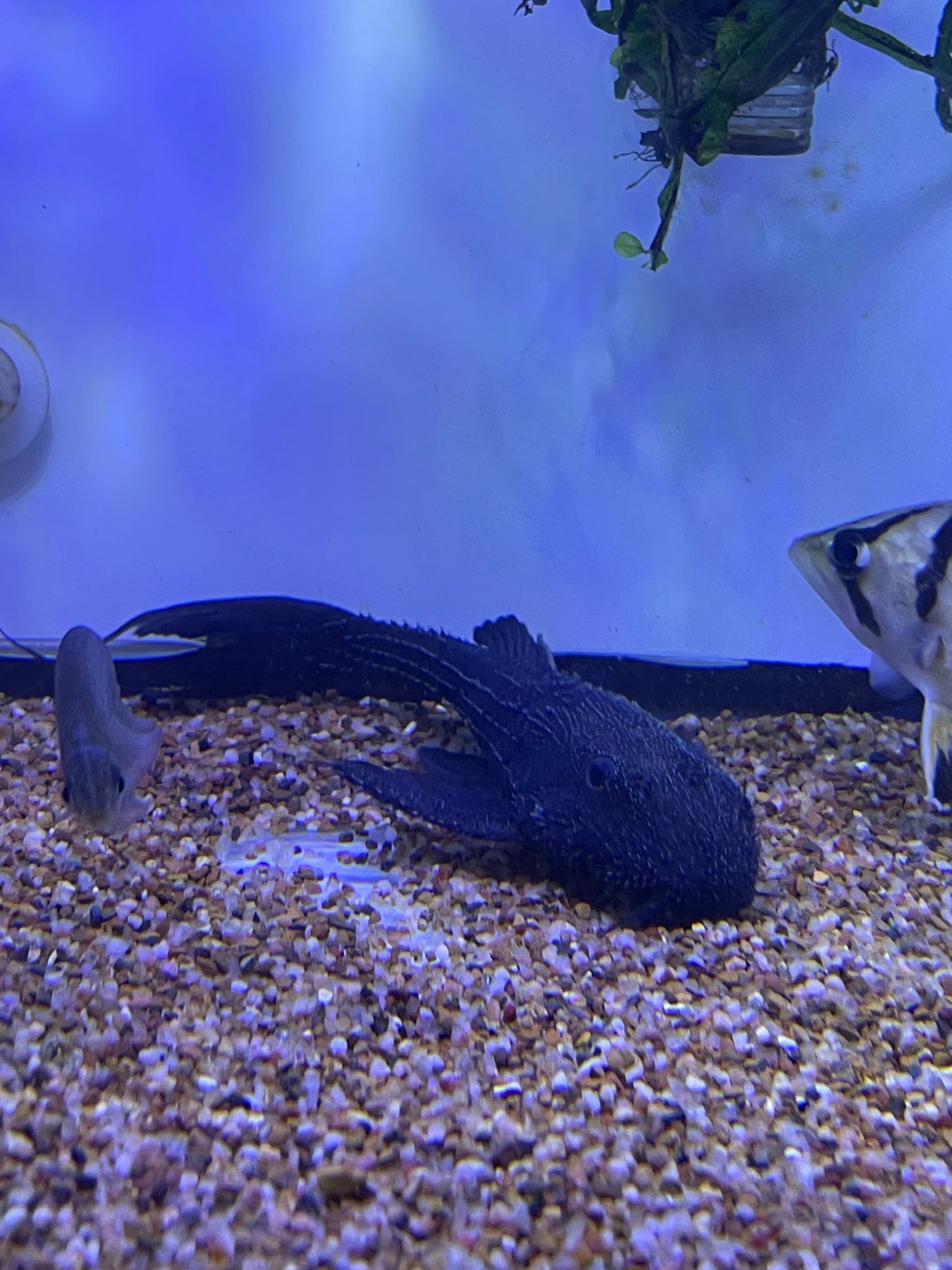 L43 Hystrix pleco