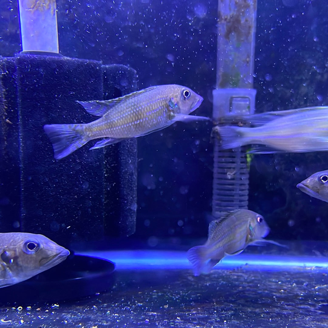 Gnathochromis permaxillaris