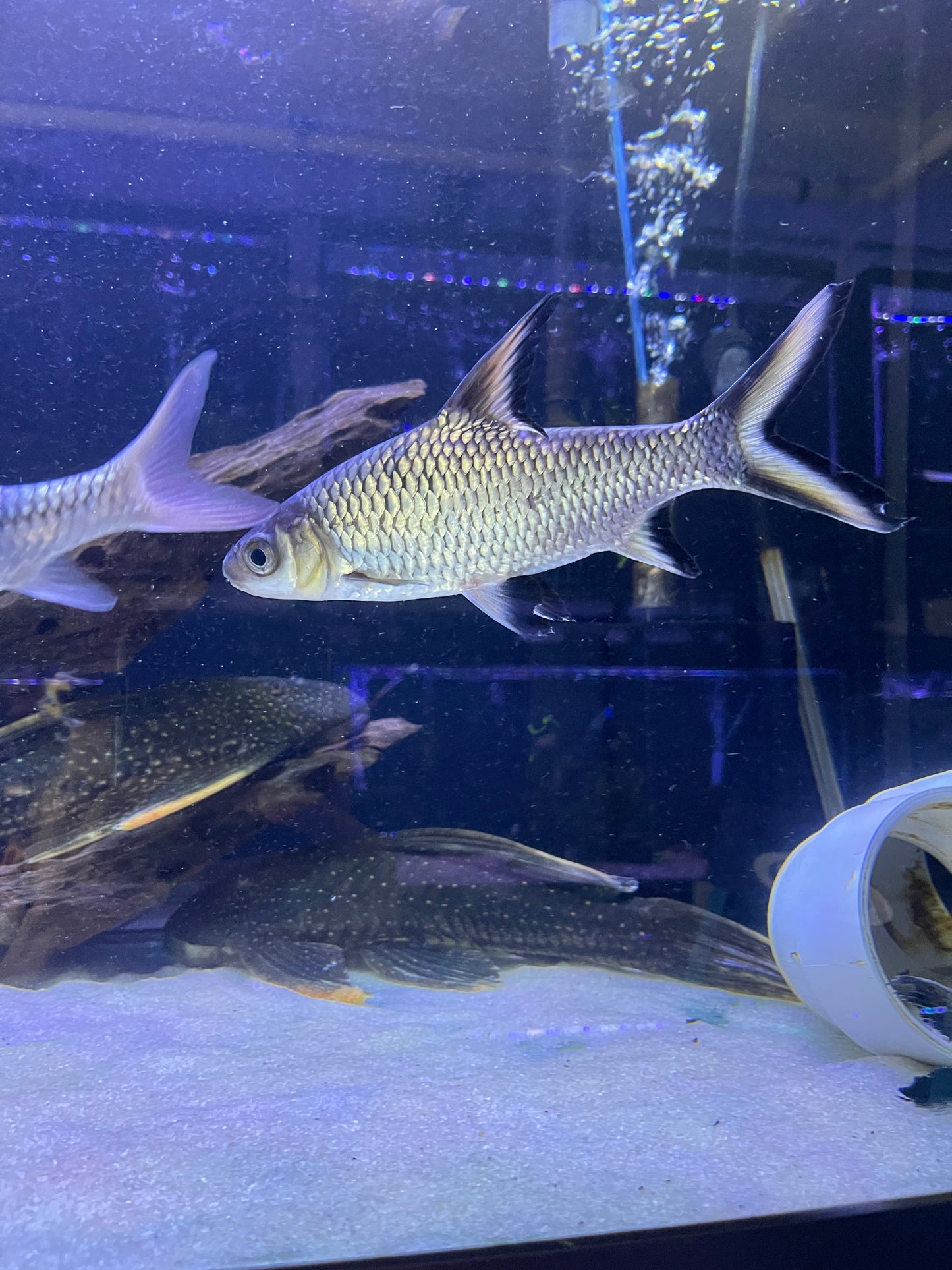 Bala Shark (Balantiocheilos Melanopterus)