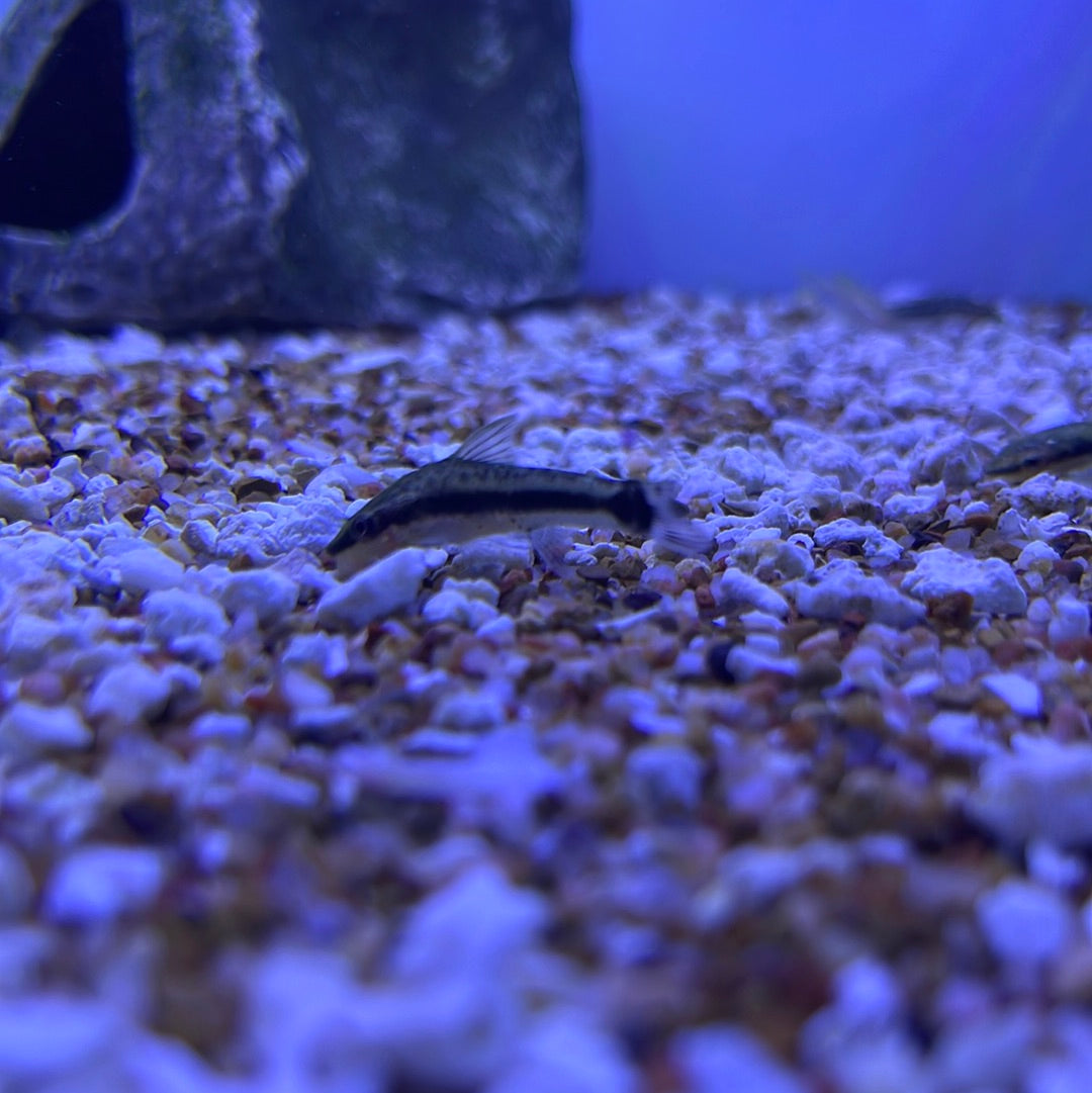 Otocinclus Catfish