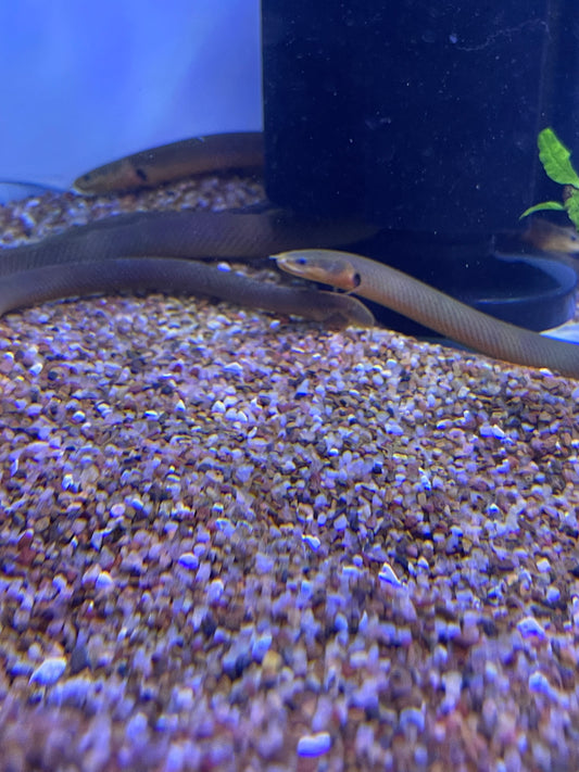 Great Deal !!
Rope Fish (Erpetiochthys Calabaricus)