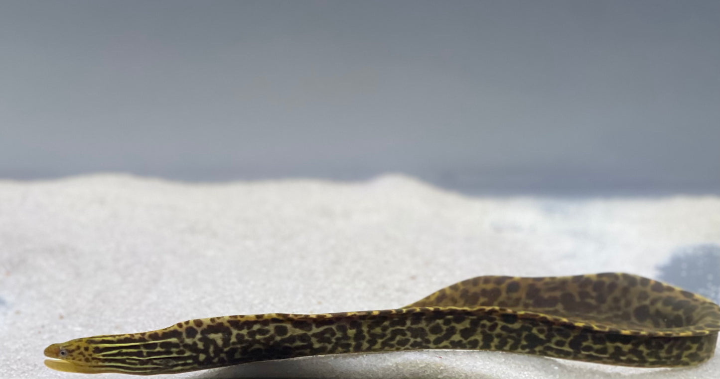 Tiger Moray Eels (Gymnothorax Polyuranodon)