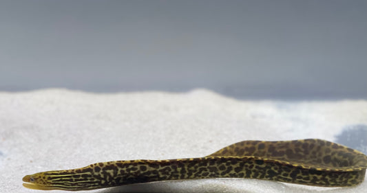 Large Tiger Moray Eels (Gymnothorax Polyuranodon)