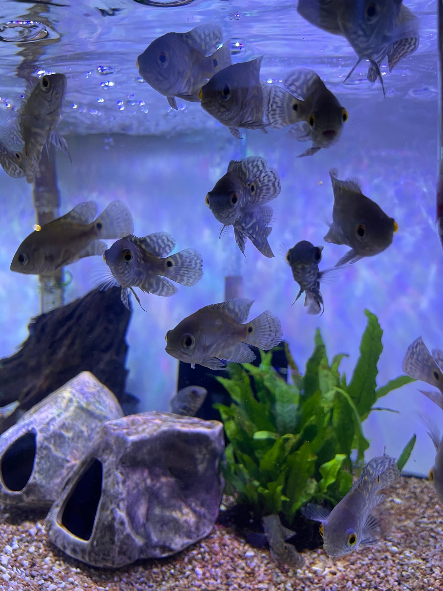 Wild Green Oscar (Astronotus Ocellatus)