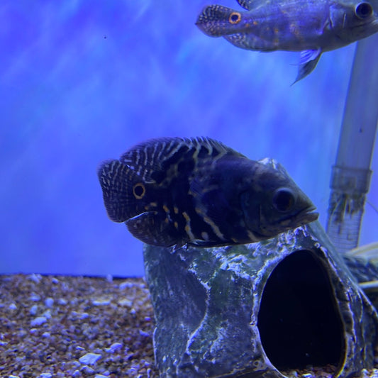 Wild Green Oscar (Astronotus Ocellatus)