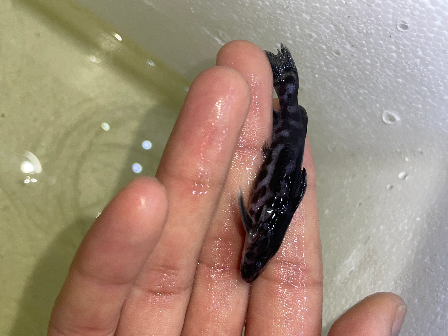 Maculata Catfish (Wertheimeria Maculata)
