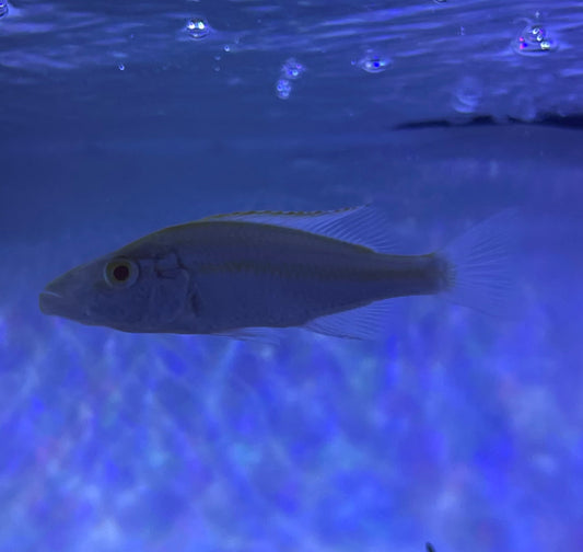 Albino Compressiceps (Dimidiochromis Compressiceps)