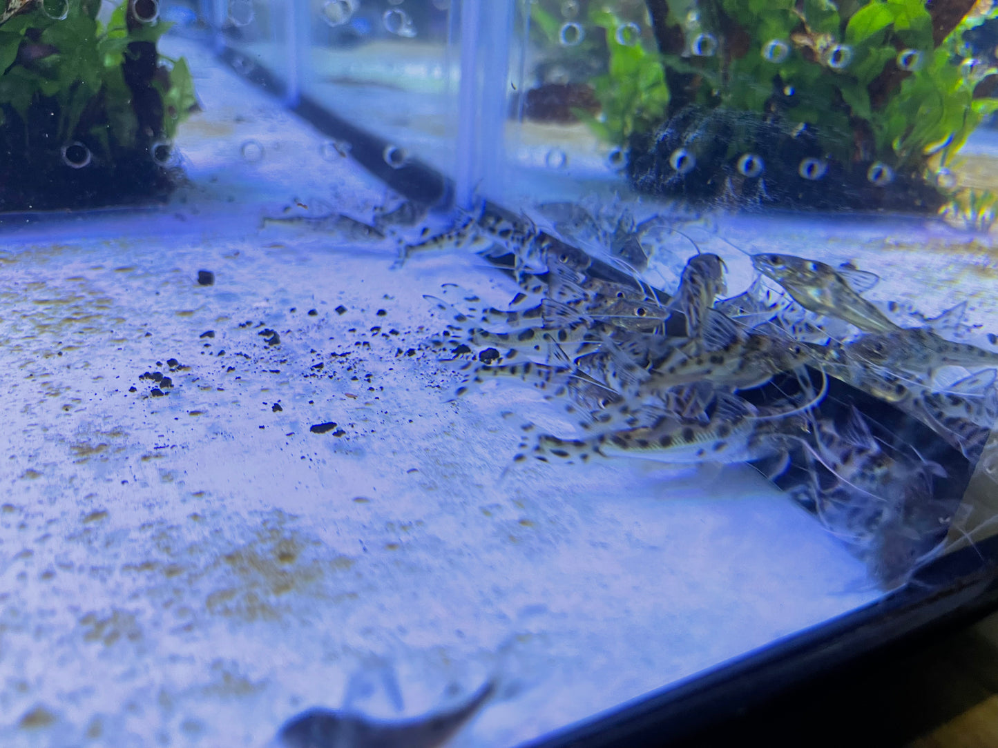 Pictus Catfish (Pimelodus Pictus)