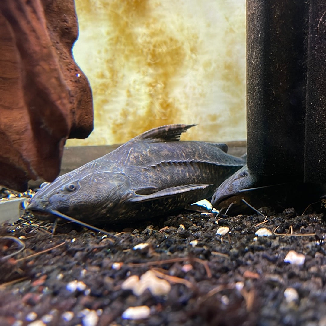 Granulated Catfish (Pterodoras Granulosus)Ripsaw