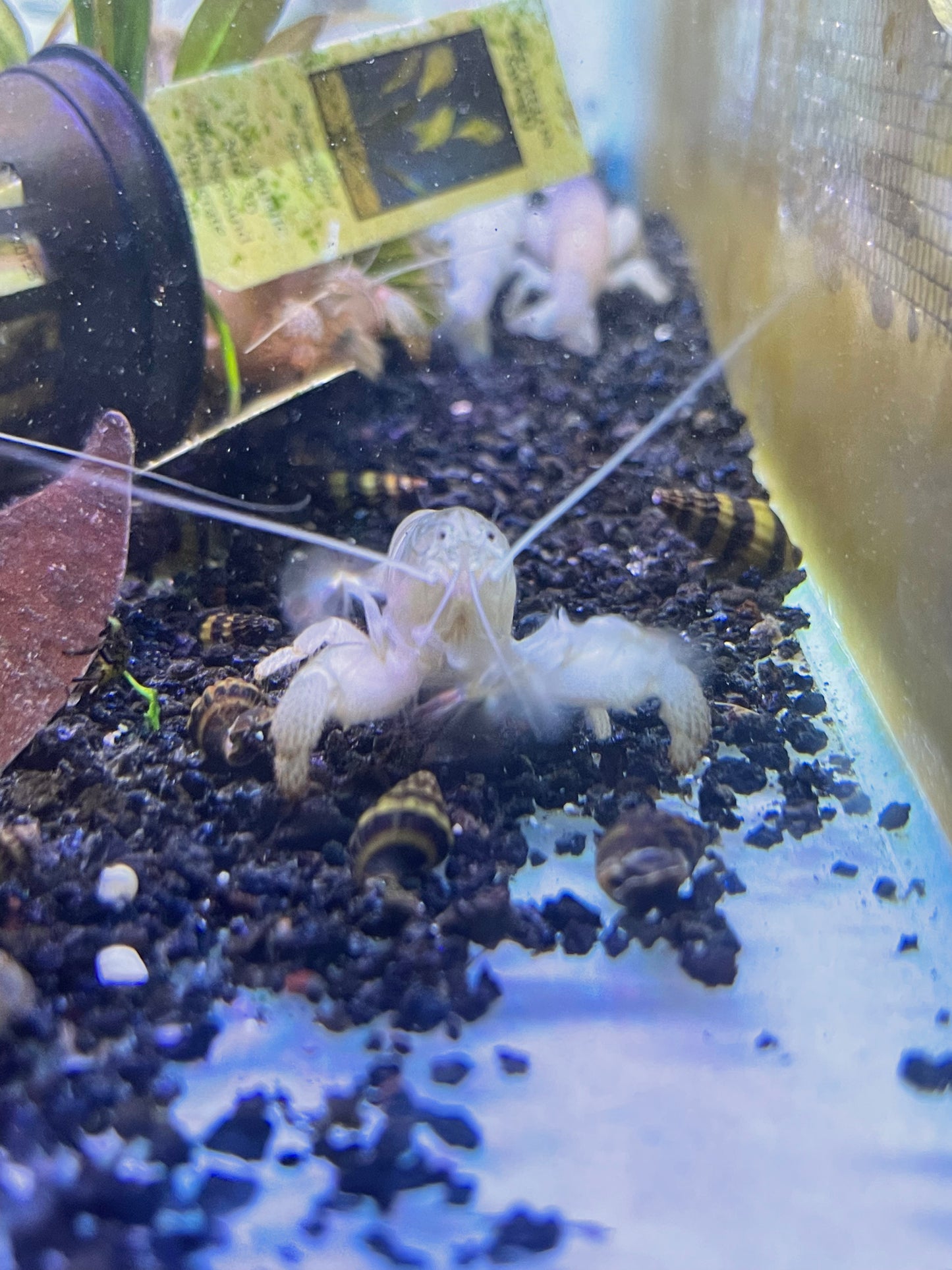 Vampire Shrimp (Atya Gabonese