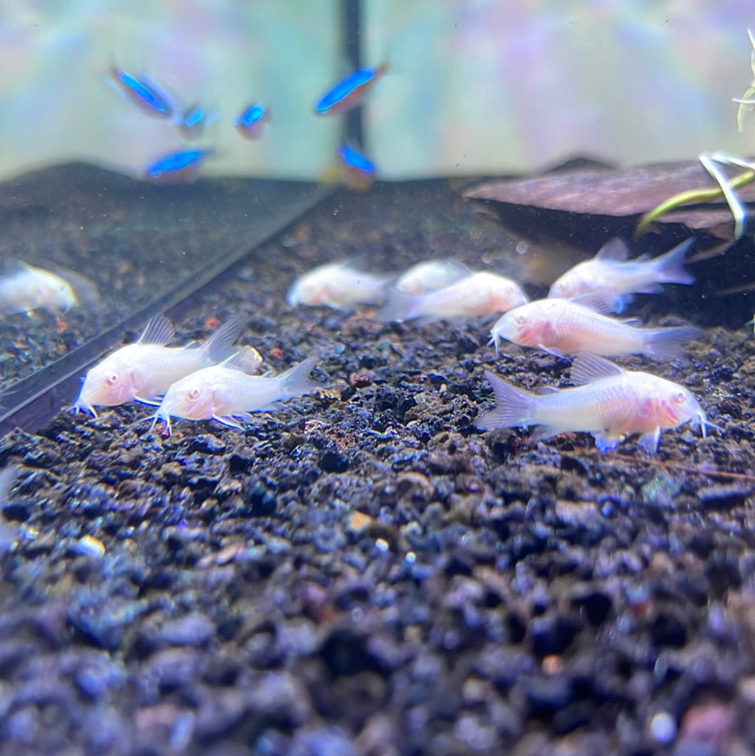 Albino Cory Catfish