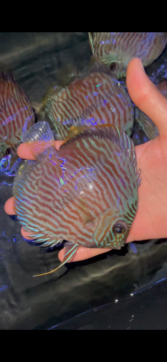 Wild Blue Heckel Discus Brazil Rio Negro
