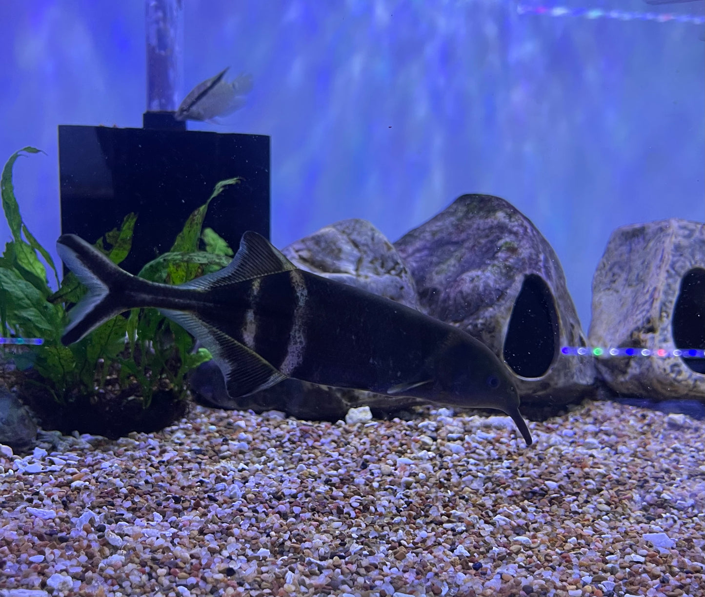 Elephant Nose (Gnathonemus Petersii)