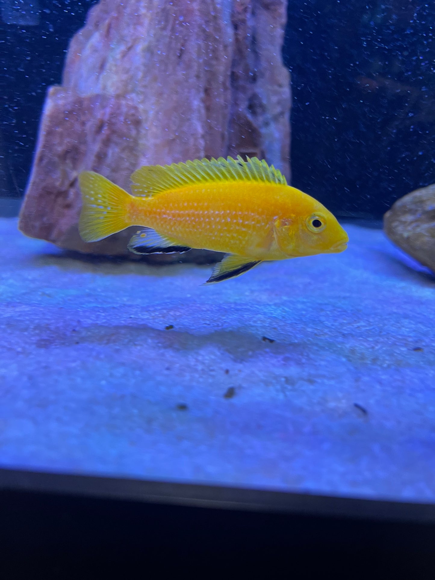 Yellow Lab