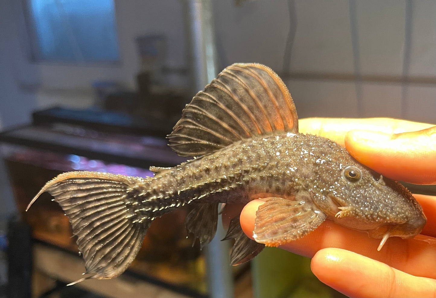 L160 /L096 Spiny Monster Pleco (Pseudacanthicus spinosus)