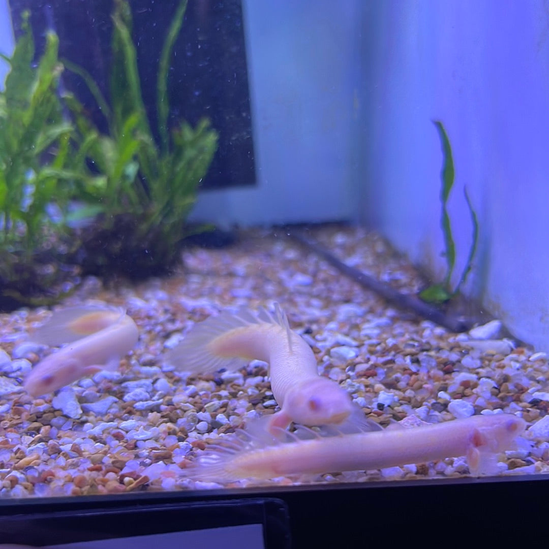 Albino Senegal Polypterus