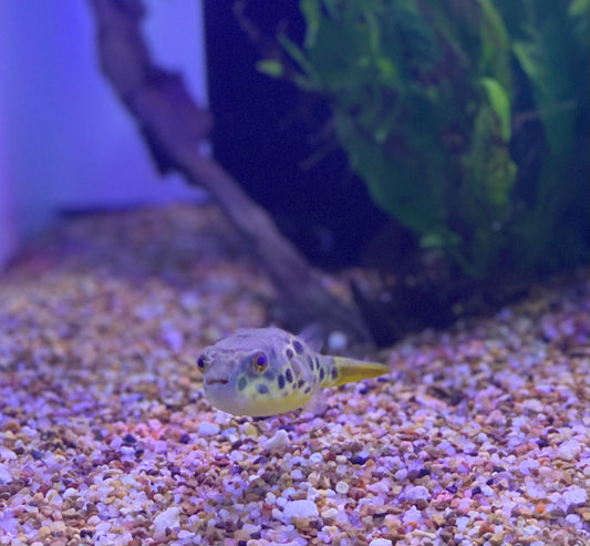 Spotted Congo Puffer (Tetraodon Schoutendeni)
