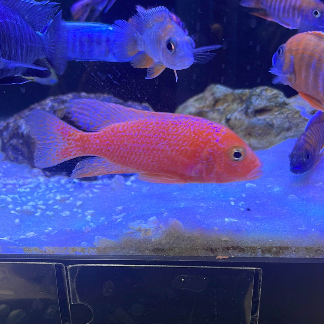 Dragonblood Peacock