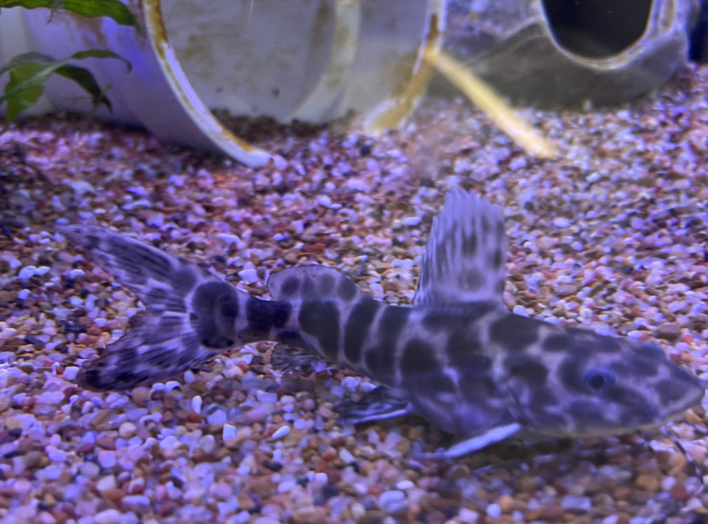 Marble Sailfin/Achara Catfish (Leiarus Perruno)