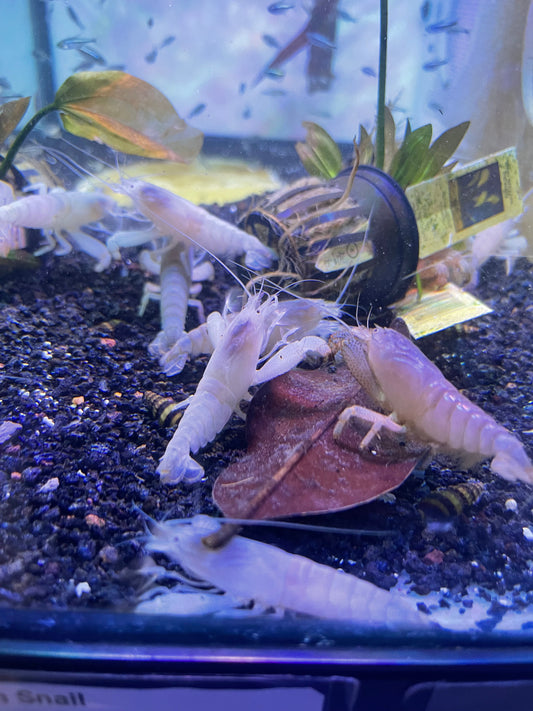 Vampire Shrimp (Atya Gabonese