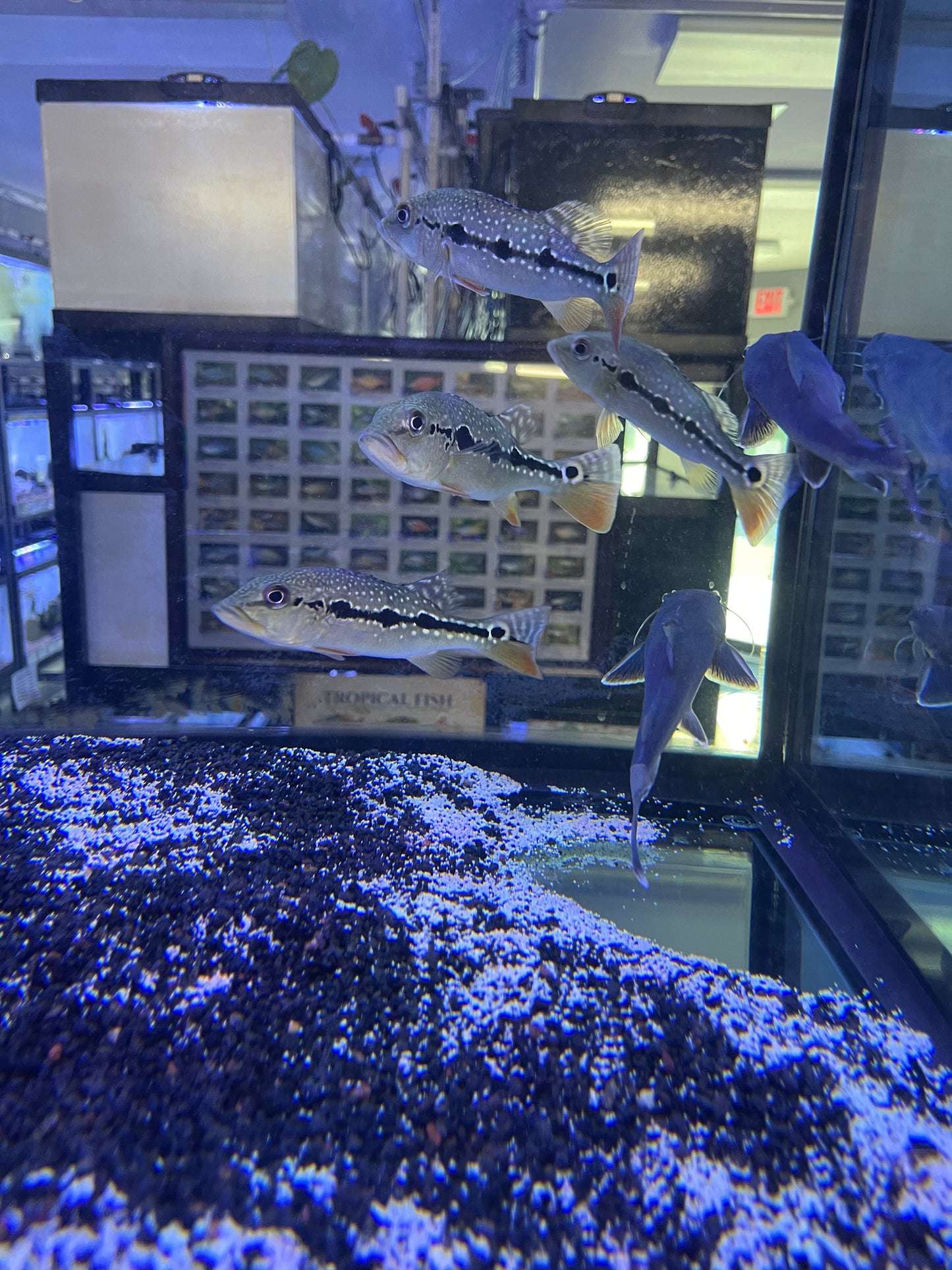 Fogo Fire Peacock Bass (Cichla Marinae)