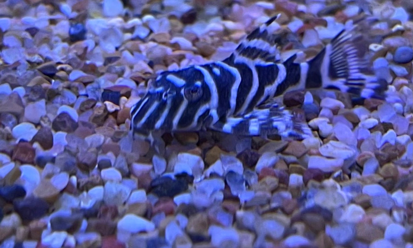 L129 Colombian Zebra Pleco (Hypancistrus Debilittera)