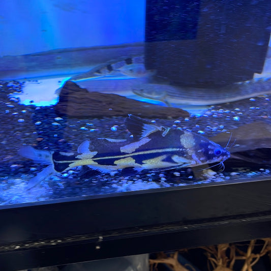 Marble Lancer Catfish (Bagroides melapterus)