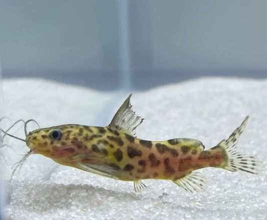 Marbled Synodontis (Synodontis Schotendeni)