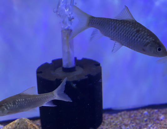 Phoenix Barb (Spinibarbus Denticulatus)