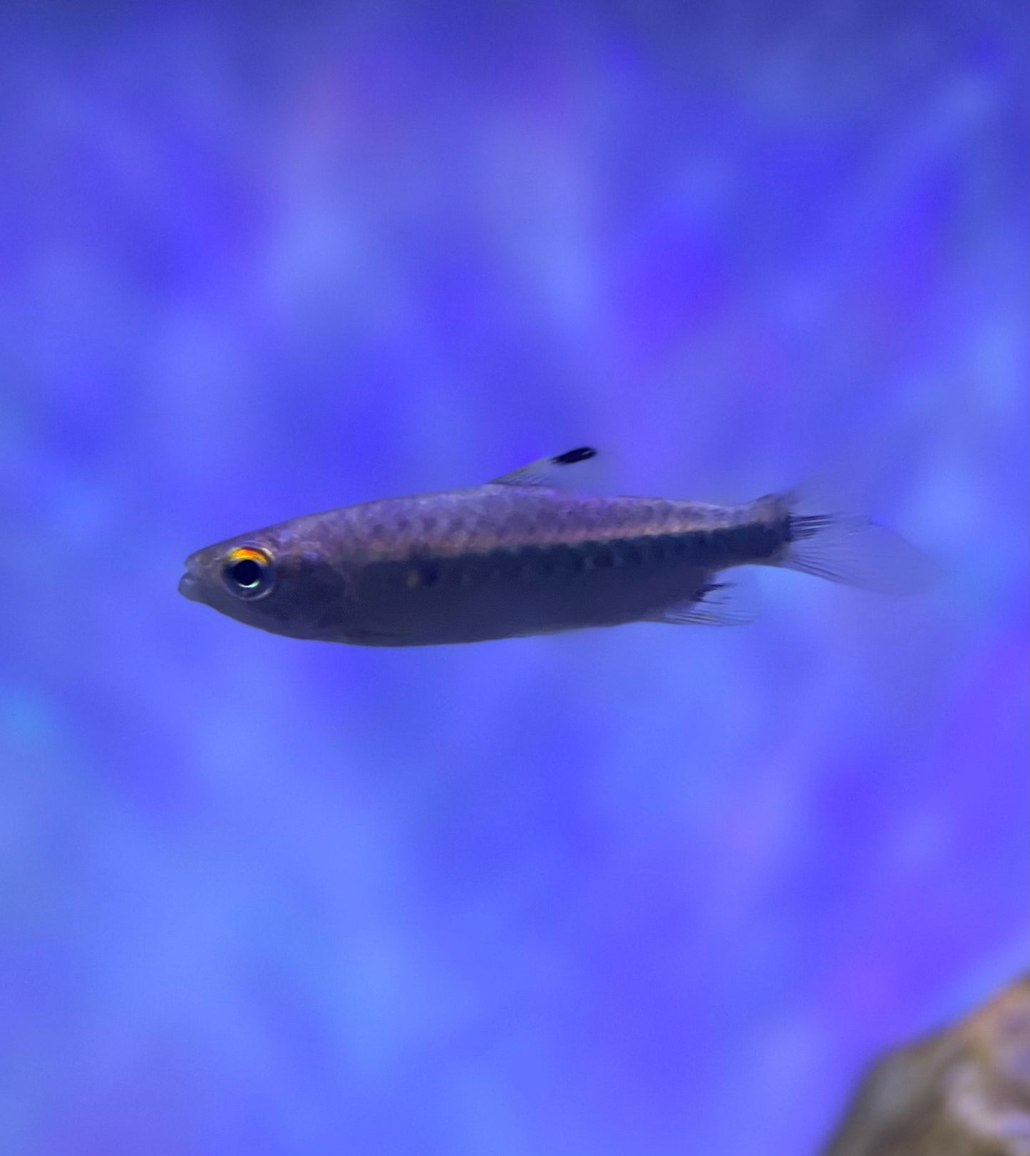 African Red Eye Tetra (Arnoldichthys Spilopterus)