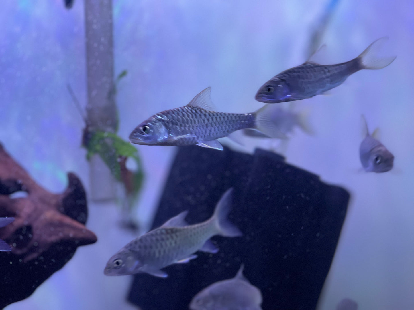 Blue Thai Mahseer (Tor Tambroides)