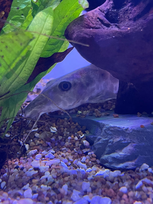 Giraffe Catfish (Auchenoglanis Ochenglanis)