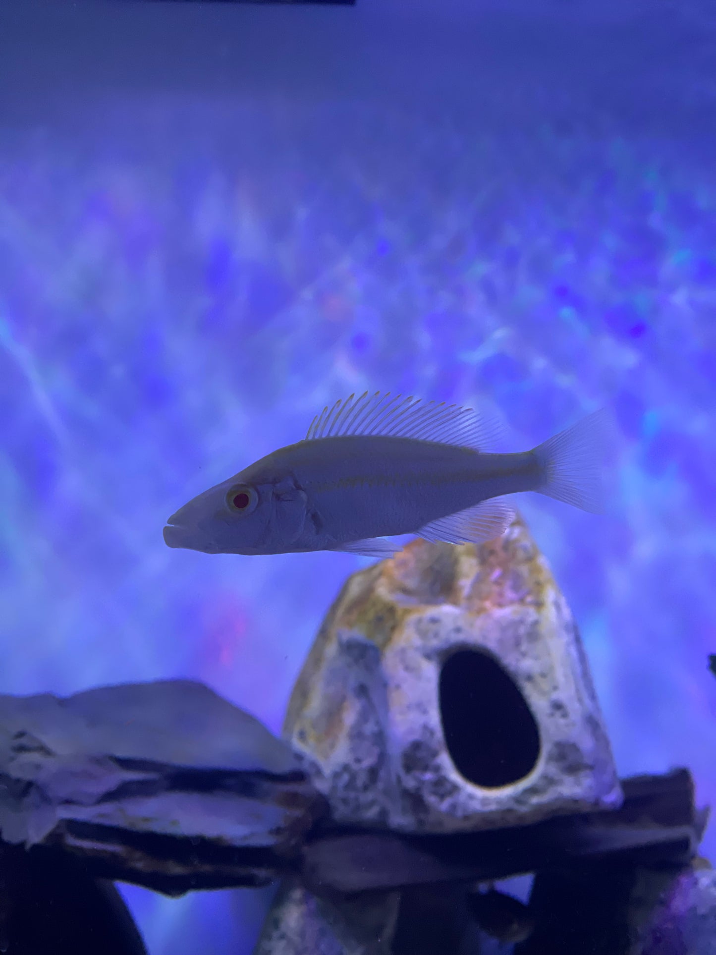 Albino Compressiceps (Dimidiochromis Compressiceps)
